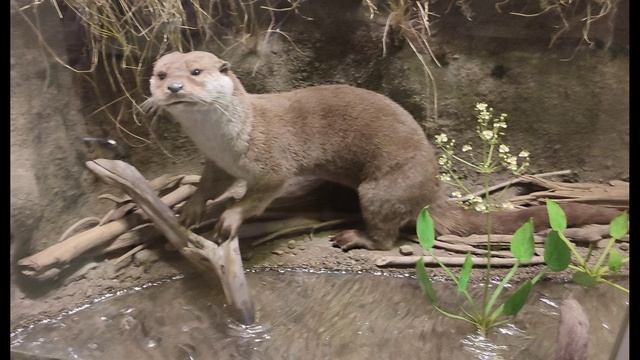 Музей природы смотреть онлайн