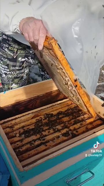 ‼️Первая.Важная.Работа после зимовки ‼️🐝🐝🐝🐝 смотреть онлайн