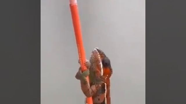 chameleon climbing some colouring pencils смотреть онлайн