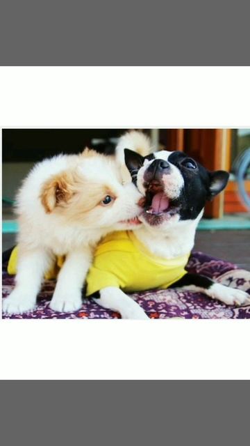 ADESTRAMENTO FÁCIL DE CÃES... FUNCIONA? VALE APENA ADQUIR? смотреть онлайн