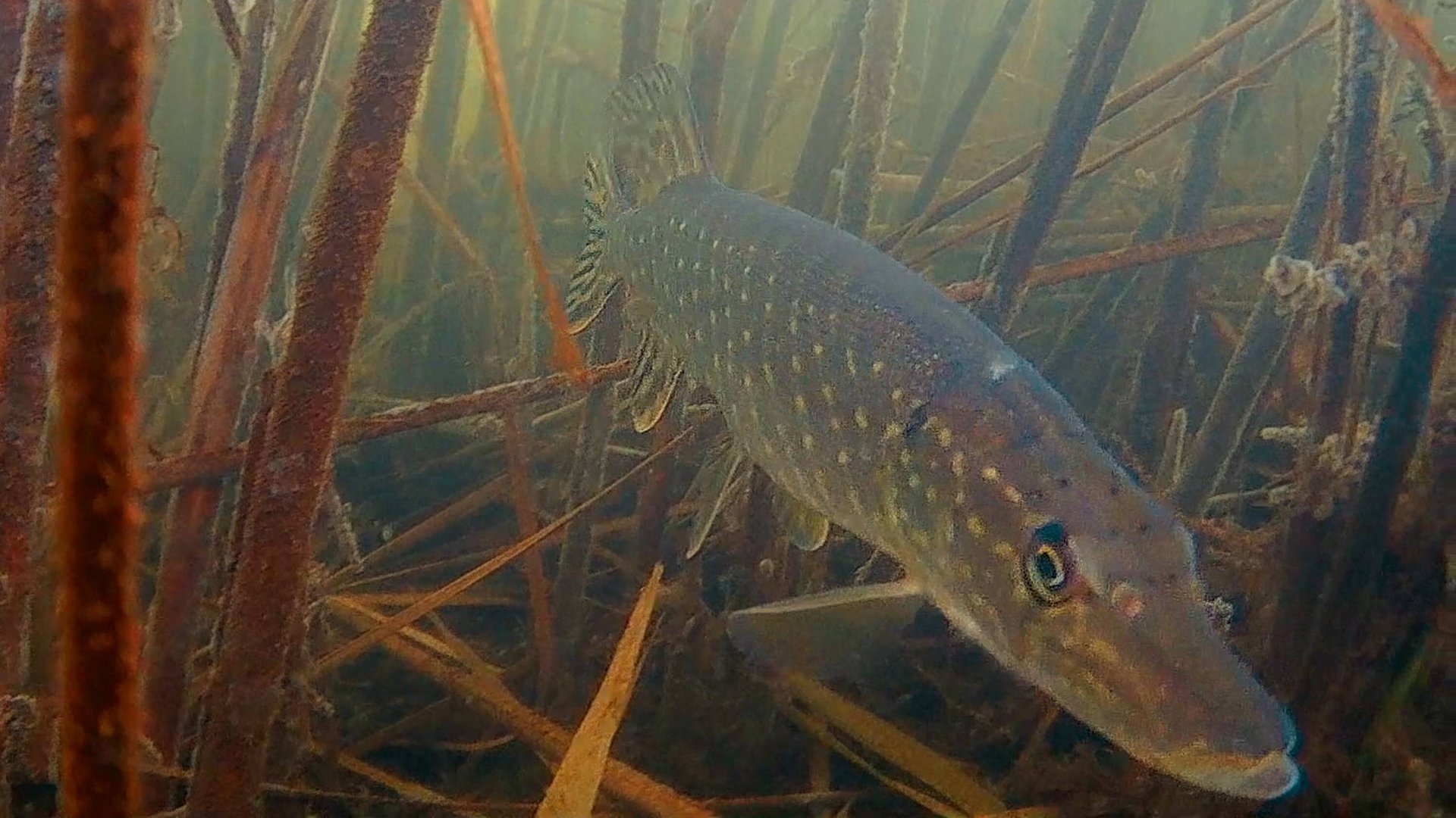 Подводные съёмки в зимний период. Карась, щука, окунь, плотва. Камера Focusfish