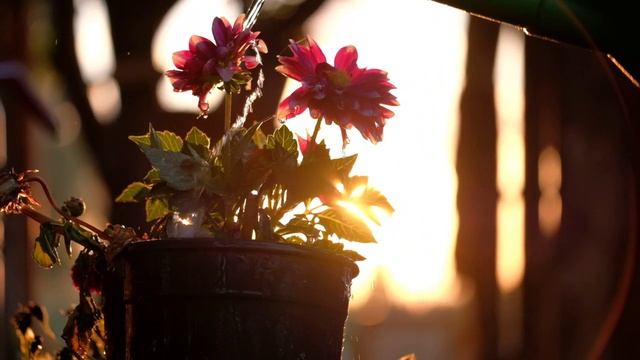 1000146962.mp4 смотреть онлайн