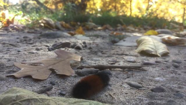 Wooly Caterpillars 🐛 (Pyrrharctia isabella) смотреть онлайн