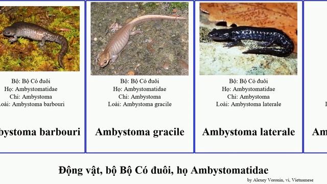 Động vật, bộ Bộ Có đuôi, họ Ambystomatidae animal gracile mexicanum Salamander Dicamptodon giông смотреть онлайн
