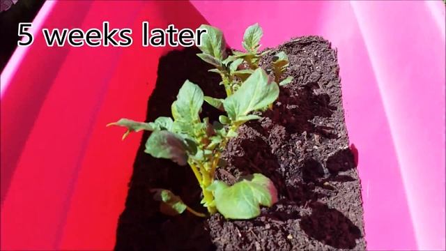 Container Potatoes (Growing German Butterball Potatoes)