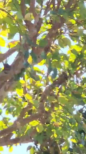 #shorts #youtubeshorts #nature #reels #viral #trending #viralvideo #fyp #foryou #wildlife #beautifu смотреть онлайн