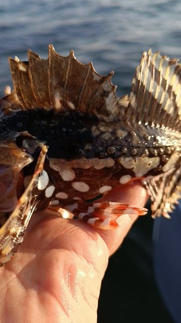 морской чёрт смотреть онлайн