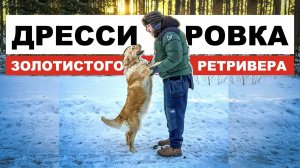 Дрессировка Золотистого ретривера с нуля! Первый раз на собачьей площадке!