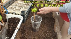 Высадка вегетирующих саженцев винограда.