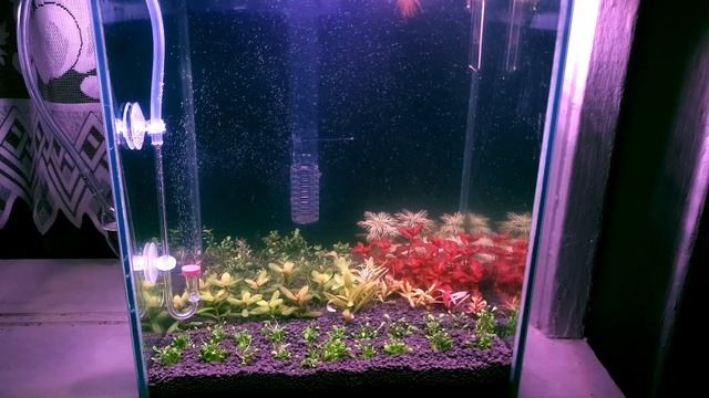 114.Chihiros Aqua Soil, Chihiros C2 RGB, Chihiros Doctor Mate, Oase Biostyle 75 смотреть онлайн