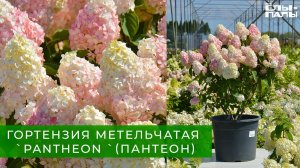 Гортензия метельчатая `Пантеон` / Hydrangea paniculata `PanTheon `