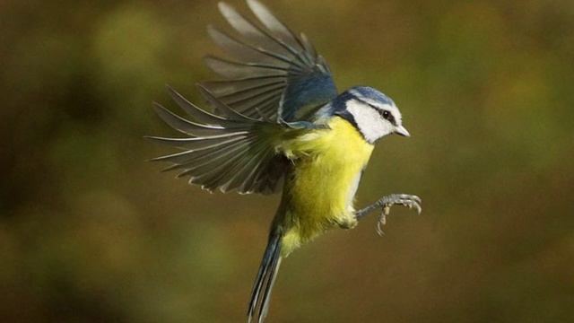 Алексей Мандельштам - Шершень