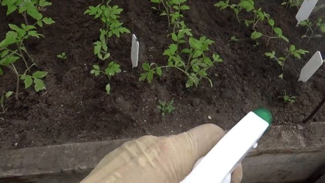 1983.  ВПЛ,(18 апреля 2018 г), похолодало .Как уберечь рассаду от заморозков?