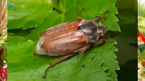 Мультфильм Презентация насекомые и их звуки