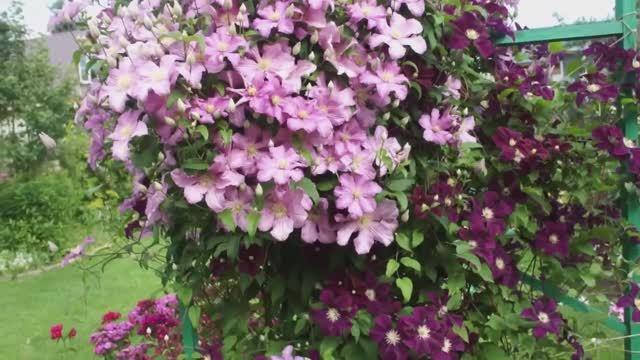 Всё, что вы спрашиваете про клематисы