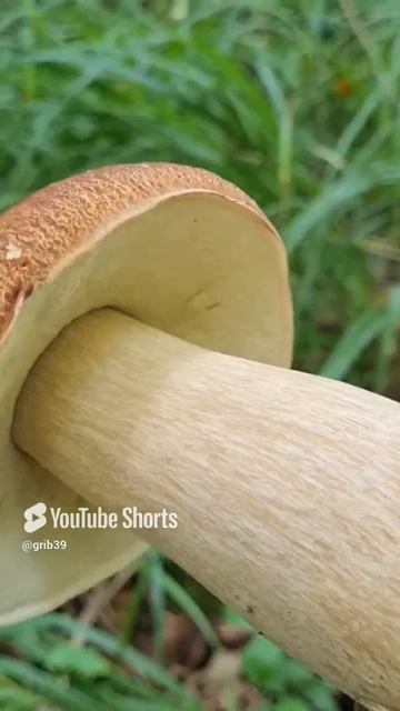 ВОТ ЭТО МОНСТР, пусть и трудовой гриб БЕЛЫЕ ГРИБЫ не смотря на жару смотреть онлайн