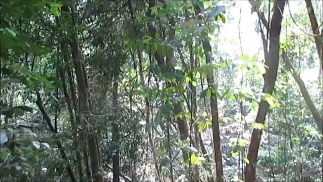 Звуки цикад