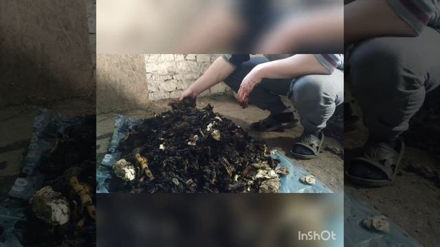 dżdżownica kalifornijska bursztynowa eisenia fetida - hodowla i mity смотреть онлайн