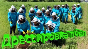 Дрессировка пчёл — научный подход профессора Кашковского