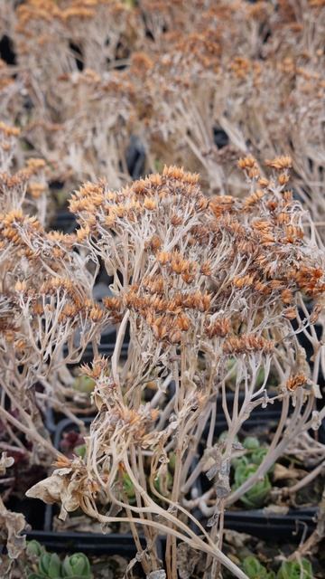 Обрезка астра вересковой и очитков
