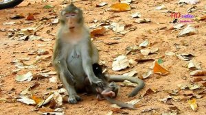 REAL HATE ACTION ! Poorest baby Alba cry convulsive around mom, Why mom Anna hate Alba like this