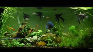 Аквариум 🐟