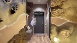 Истории с мемными котиками "Часть 18") ⚕️⚜️