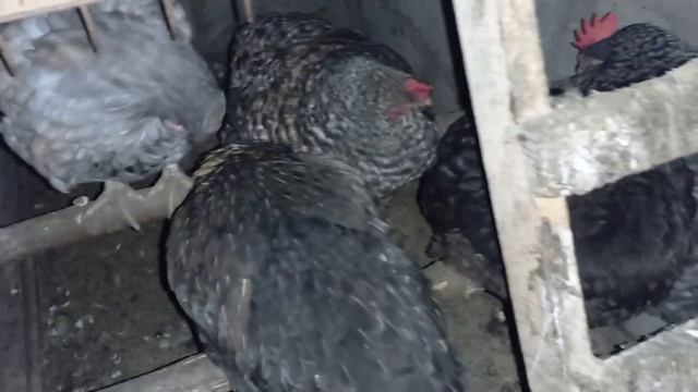 ЧОМУ КУРИ КЛЮЮТЬ СТІНИ? ЯКА ПРИЧИНА ЦЬОГО? смотреть онлайн