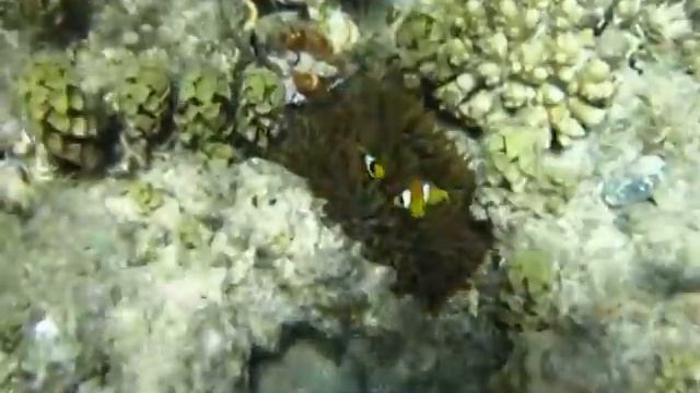 Dahab 2013 смотреть онлайн