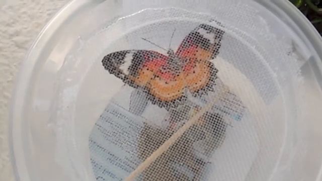 Red Lacewing Butterfly Singapore смотреть онлайн