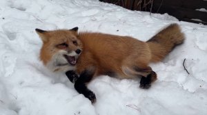 Лиса-Алиса. Лиса заставляет Белого сидеть в будке.