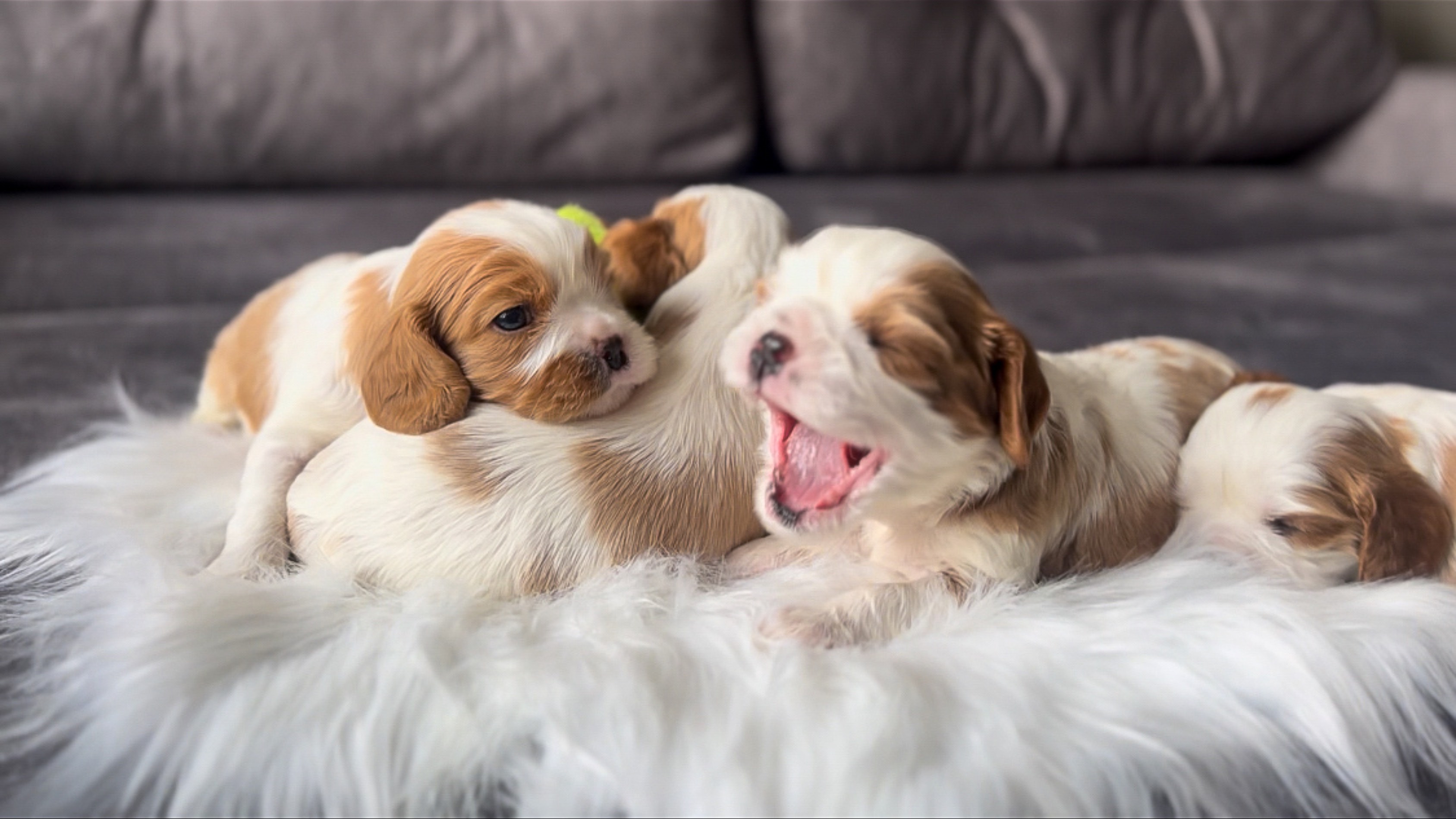 Милые спаниели♥️