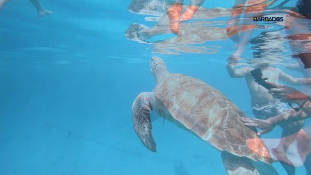 barbados 2020 4k смотреть онлайн