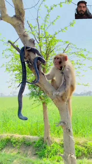 Oh ! Big Cobra 🐍 And Monkey 🐒 On Tree#viral#video#short#