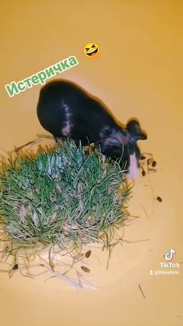 Свинка Скинни Пеппа. смотреть онлайн