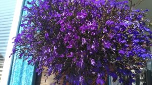 Пришла пора переваливать Лобелию по стаканчикам.