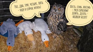 Весна - коты прилетели! Сова Ёль строит гусей. Распаковка с кошкой Морошкой посылочки из Питера