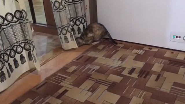 Кошачьи игры 1 смотреть онлайн