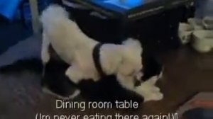 Funny animal videos «Dog rapes Cat»