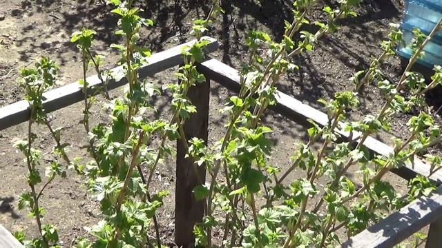 1984.  ВПЛ. А у нас во дворе ,1 мая 2018 г.