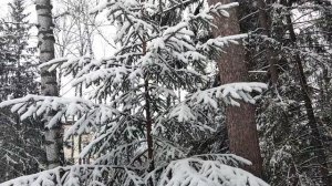 Аллея бывших малолетних узников фашистских концлагерей в Сквере Победы, Новосибирск. О евронацистах