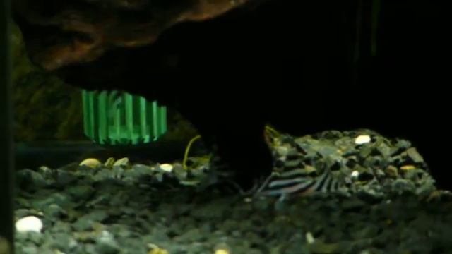 Hypancistrus Zebra смотреть онлайн