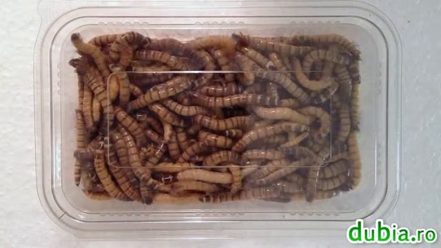 Vand superworms (Zophobas Morio) hrana vie pentru reptile - dubia.ro смотреть онлайн