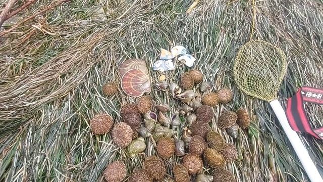 Снова на море...как приготовить трубач...японская посуда...мой Сахалин❤️