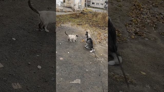 Кошка тролит хаски собак