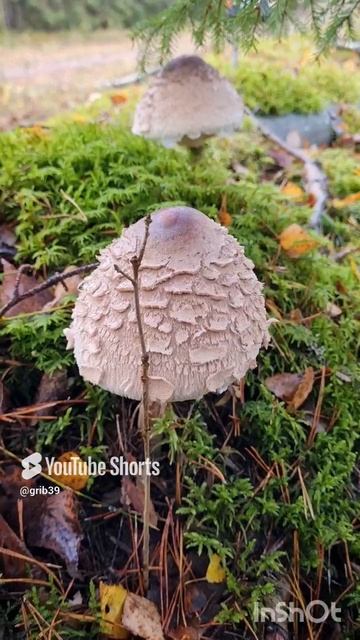гриб ЗОНТИК ( деликатес) секрет от грибной банды. #shorts #лес #природа #сборгрибов смотреть онлайн