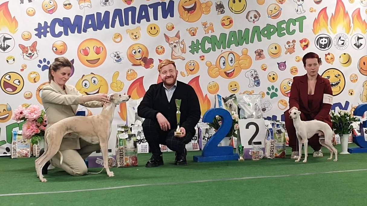 08.03.2025, СПб. Клуб "Фауна". Выставка собак САС 10 группы смотреть онлайн