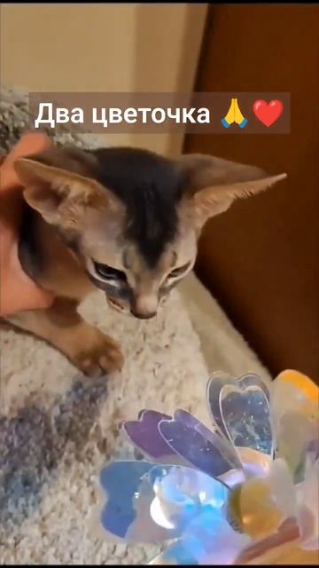 Абиссинский цветочек 🙏🥰❤️ #абиссинскиекотята #абиссинскаякошка #abyssinian #абиссинскийкот #цвет смотреть онлайн