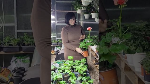 #пеларгонія #формування кущика#квіти #догляд #полив #рослини #вирощування #калачики #пересадка