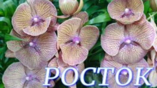 №1045/ СВЕЖИЕ, интересные ОРХИДЕИ в с/ц РОСТОК смотреть онлайн